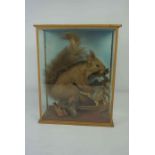 Taxidermy Red Squirrel, circa late 19th / early 20th century, Raised on a Naturalistic branch,