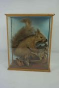 Taxidermy Red Squirrel, circa late 19th / early 20th century, Raised on a Naturalistic branch,