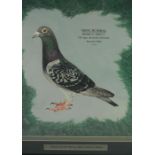 Audrey Lawrence Johnson "Charter St Andrew" Racing Pigeon, Watercolour, 2nd Open Scottish