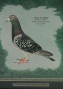 Audrey Lawrence Johnson "Charter St Andrew" Racing Pigeon, Watercolour, 2nd Open Scottish
