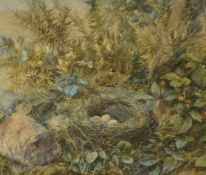 British School (19th century) "Birds Nest with Eggs" Watercolour, Signed indistinctly and Dated 1876