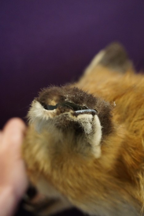 Taxidermy Fox Head, Approximately 23cm high, Raised on a wall mounting plinth - Image 11 of 11