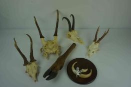 Quantity of Skulls with Antlers, Some mounted, Also with some odd Taxidermy items, (a lot)