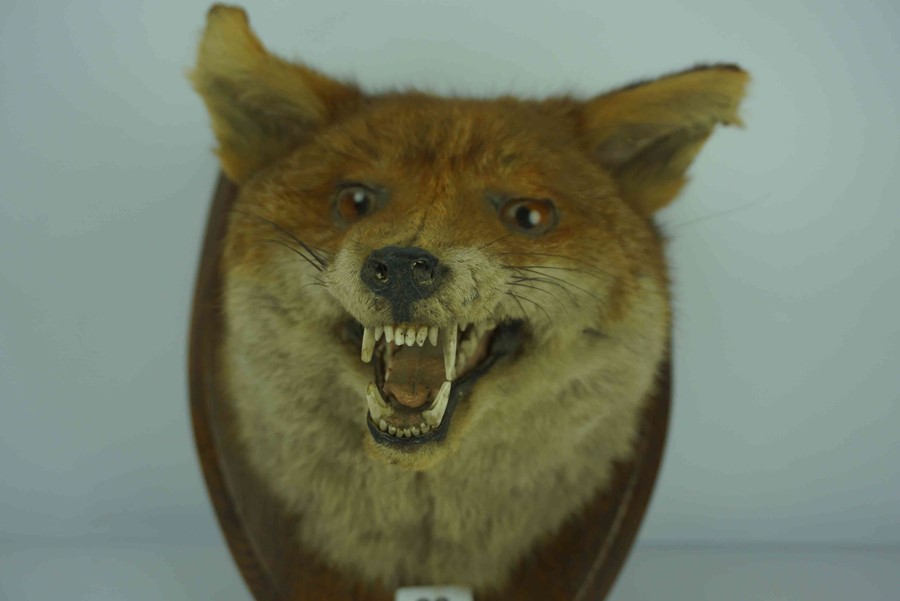 Taxidermy Fox Head, With plaque titled S.S.H, 23.2.32, Raised on a wall mounting oak plinth, - Image 3 of 10