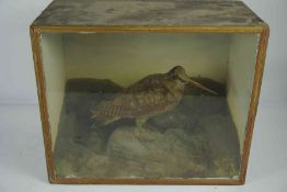 Taxidermy Snipe (Gallinago gallinago) circa 19th century, Approximately 20cm high, Enclosed in a