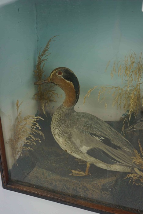 Taxidermy Ducks, Modelled as two Ducks in a glazed wood display case, 38cm high, 53cm wide, 19cm - Image 3 of 3