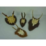 Ten Assorted Skulls with Antlers, Raised on wall mounting plinths, Various sizes, (10)
