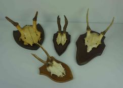 Ten Assorted Skulls with Antlers, Raised on wall mounting plinths, Various sizes, (10)