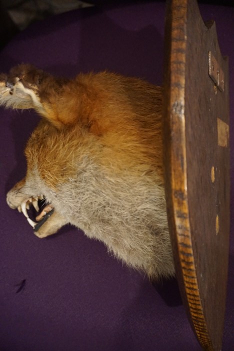 Taxidermy Fox Head, With plaque titled S.S.H, 23.2.32, Raised on a wall mounting oak plinth, - Image 5 of 10