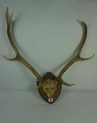 Set of Seven Point Antlers, Attached to a Skull, Approximately 56cm high, Raised on an oak wall