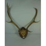 Set of Seven Point Antlers, Attached to a Skull, Approximately 56cm high, Raised on an oak wall