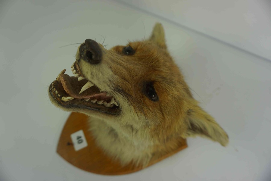 Taxidermy Fox Head, Approximately 23cm high, Raised on a wall mounting plinth - Image 3 of 11