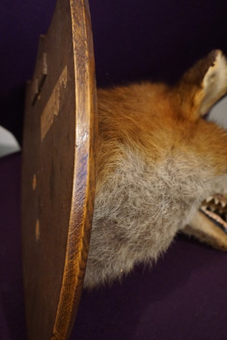 Taxidermy Fox Head, With plaque titled S.S.H, 23.2.32, Raised on a wall mounting oak plinth, - Image 10 of 10