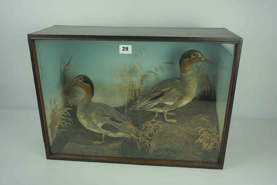 Taxidermy Ducks, Modelled as two Ducks in a glazed wood display case, 38cm high, 53cm wide, 19cm - Image 2 of 3