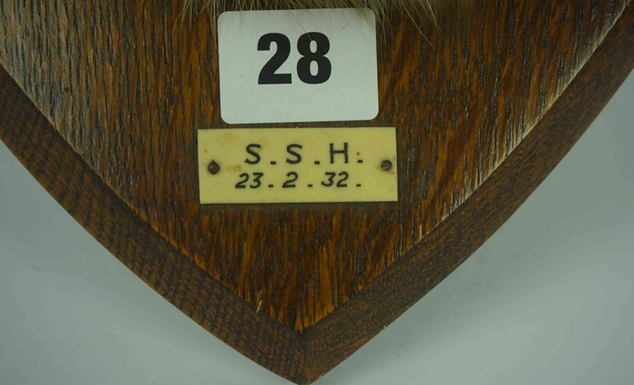 Taxidermy Fox Head, With plaque titled S.S.H, 23.2.32, Raised on a wall mounting oak plinth, - Image 4 of 10