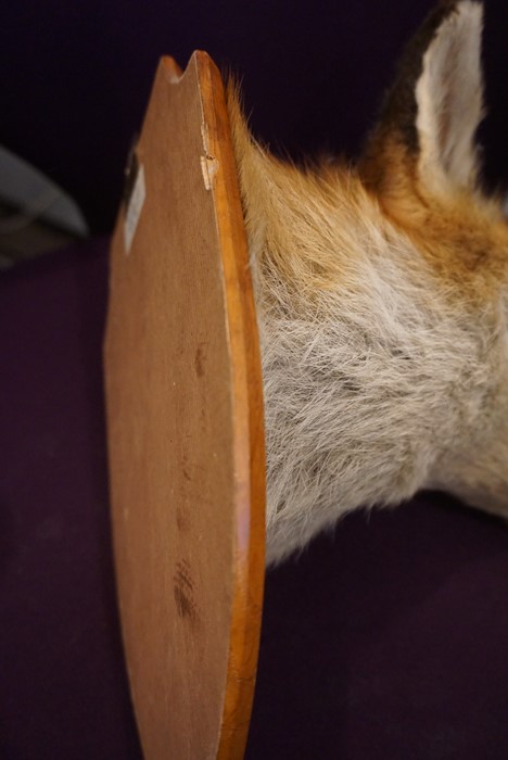 Taxidermy Fox Head, Approximately 23cm high, Raised on a wall mounting plinth - Image 5 of 11