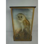 S. A. Nobbs Taxidermist, Taxidermy Barn Owl, circa late 19th / early 20th century, Approximately