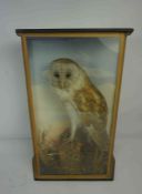 S. A. Nobbs Taxidermist, Taxidermy Barn Owl, circa late 19th / early 20th century, Approximately