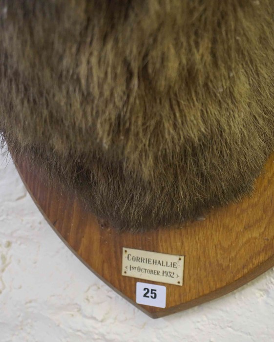 Taxidermy Stags Head, With five point antlers, Having a plaque titled Corriehallie 1932, Raised on a - Image 4 of 4