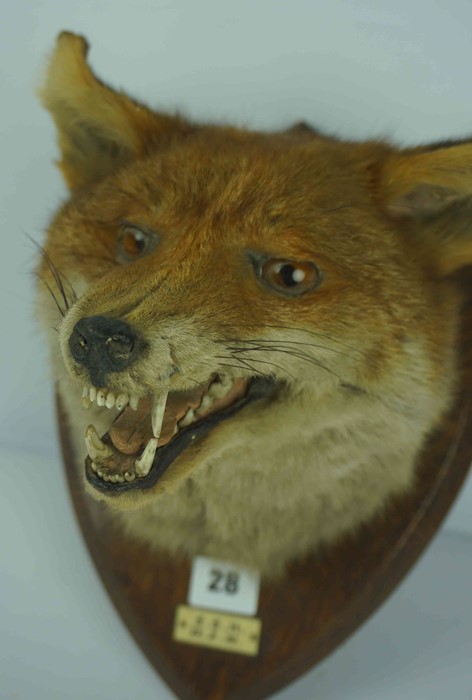 Taxidermy Fox Head, With plaque titled S.S.H, 23.2.32, Raised on a wall mounting oak plinth, - Image 2 of 10