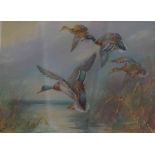 W E Powell (British) "Flying Mallard Ducks" Watercolour, Signed to lower left, 20 x 25cm