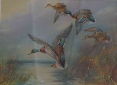 W E Powell (British) "Flying Mallard Ducks" Watercolour, Signed to lower left, 20 x 25cm