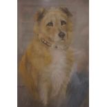 G.Shaw Baker "Prince - Irish Terrier" Print, signed, 34cm x 24cm