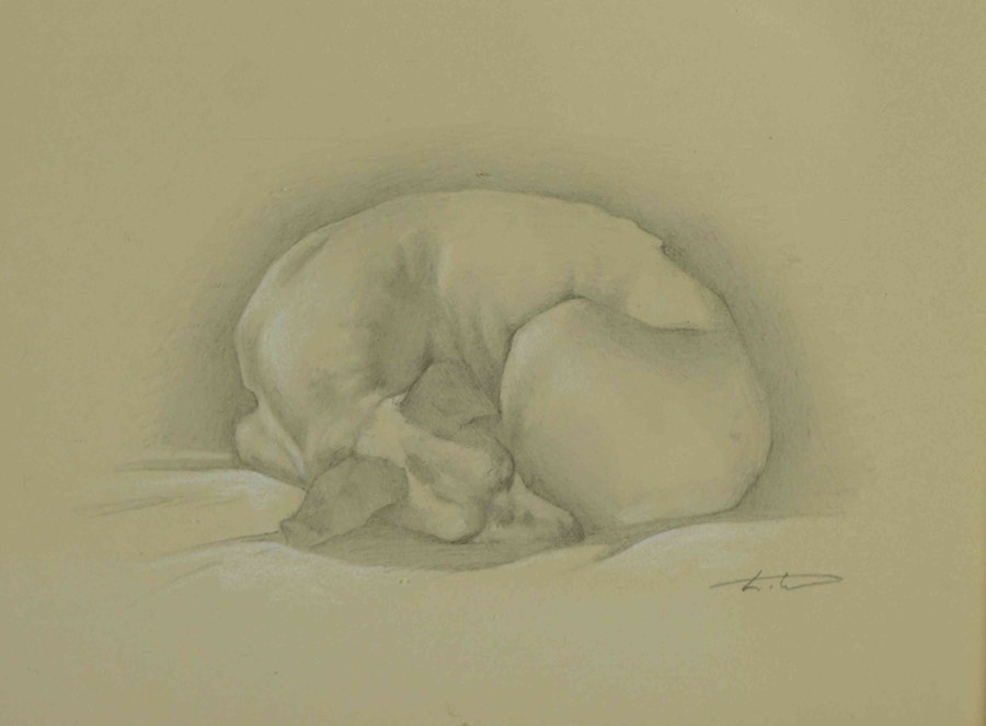 Laura Cullen (Irish, B.1997) "English Pointer Sleeping", graphite, signed to lower right, 16cm x - Image 3 of 5