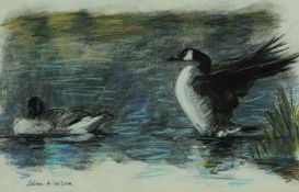 Selina Wilson (British, B.1986) "Canada Geese", pastel on paper, signed to lower left, titled and