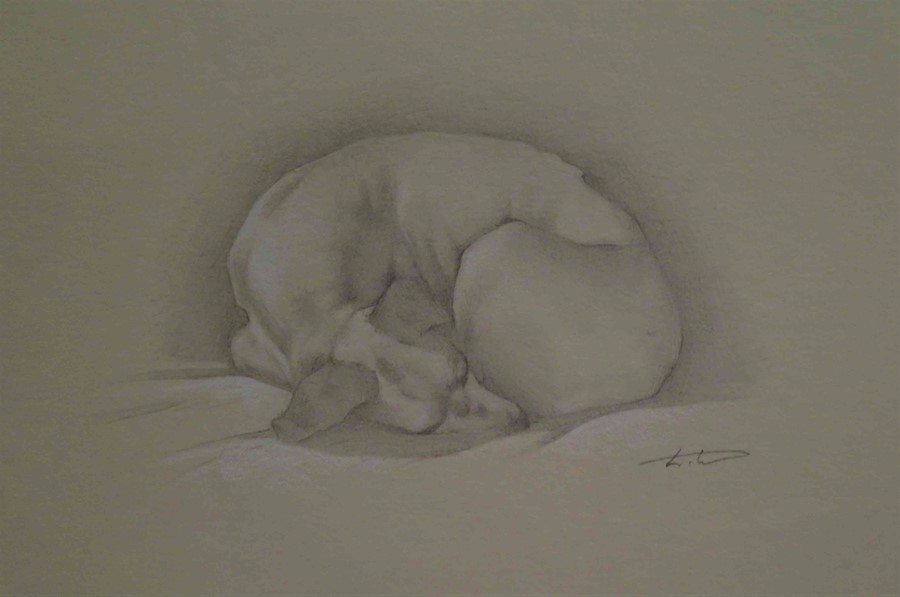 Laura Cullen (Irish, B.1997) "English Pointer Sleeping", graphite, signed to lower right, 16cm x