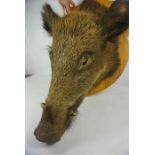 Taxidermy Boars Head, Approximately 70cm x 38cm, Raised on a Pine wall mounting plinth