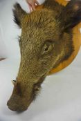 Taxidermy Boars Head, Approximately 70cm x 38cm, Raised on a Pine wall mounting plinth