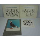 Anthony Bolton, Quantity of Signed Pigeon Tournament Award Black and White Photographic Cut Outs,