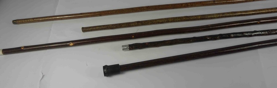 Five Shepherds Style Walking Sticks, Having Horn handles, 92cm, 99cm, 118cm, 133cm, 155cm long, (5) - Image 3 of 4