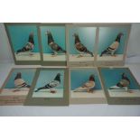Anthony Bolton, Quantity of Signed Pigeon Award Colour Photographic Prints, To include "Fleur De