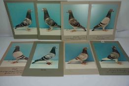 Anthony Bolton, Quantity of Signed Pigeon Award Colour Photographic Prints, To include "Fleur De