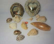 Quantity of Sea Shells, To include two wall mounting Ship Pictures, Mounted with Sea Shells, (13)