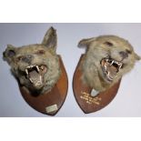 Two Taxidermy Fox Heads, Raised on Shield plinths, Marked for Lauderdale, circa 1950s, 25cm high, (