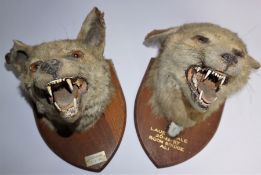 Two Taxidermy Fox Heads, Raised on Shield plinths, Marked for Lauderdale, circa 1950s, 25cm high, (