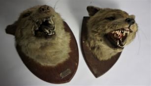 Two Taxidermy Fox Heads, Raised on Shield plinths, 25cm high, (2)