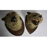 Two Taxidermy Fox Heads, Raised on Shield plinths, 25cm high, (2)