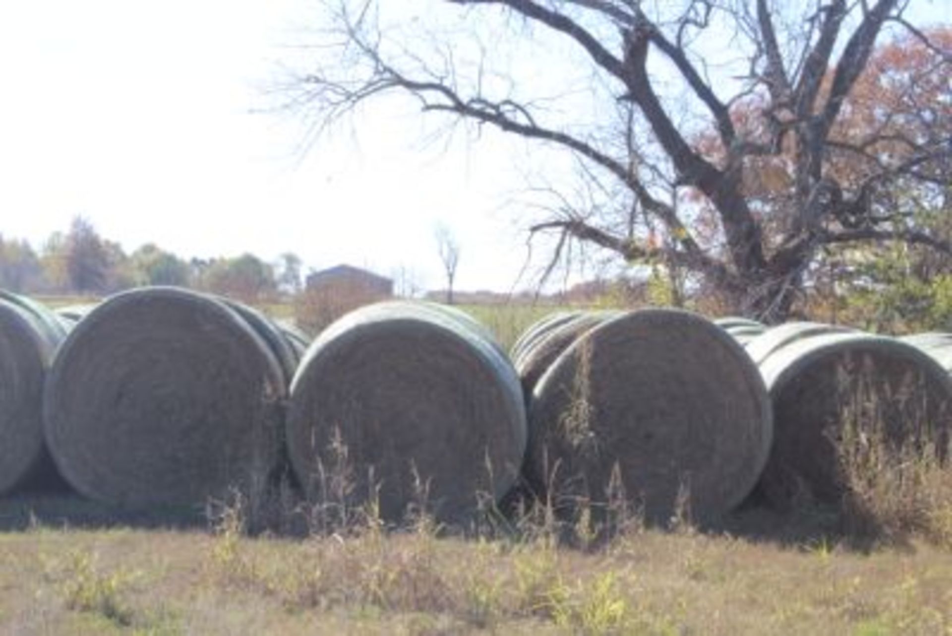 CHOICE LOTS OF 4X6 ROUND BALES OF 2020 MIXED HAY. - Image 2 of 3