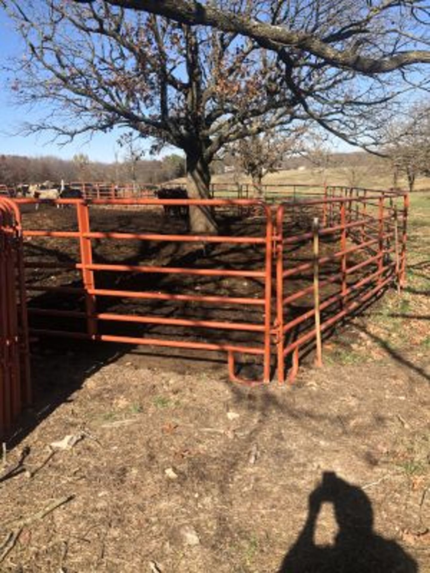 16' CATTLE PANELS