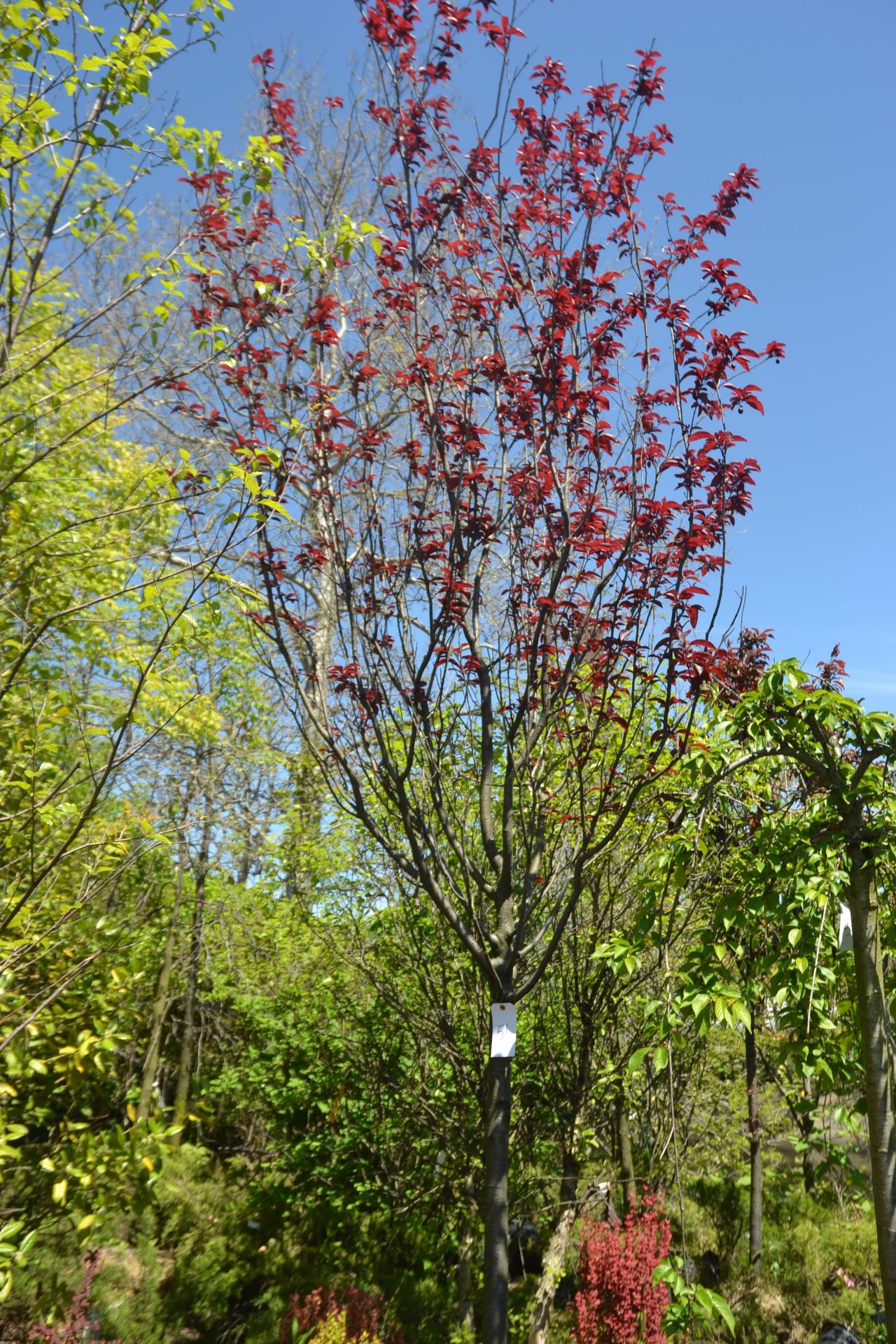 TREE (RED LEAVES)