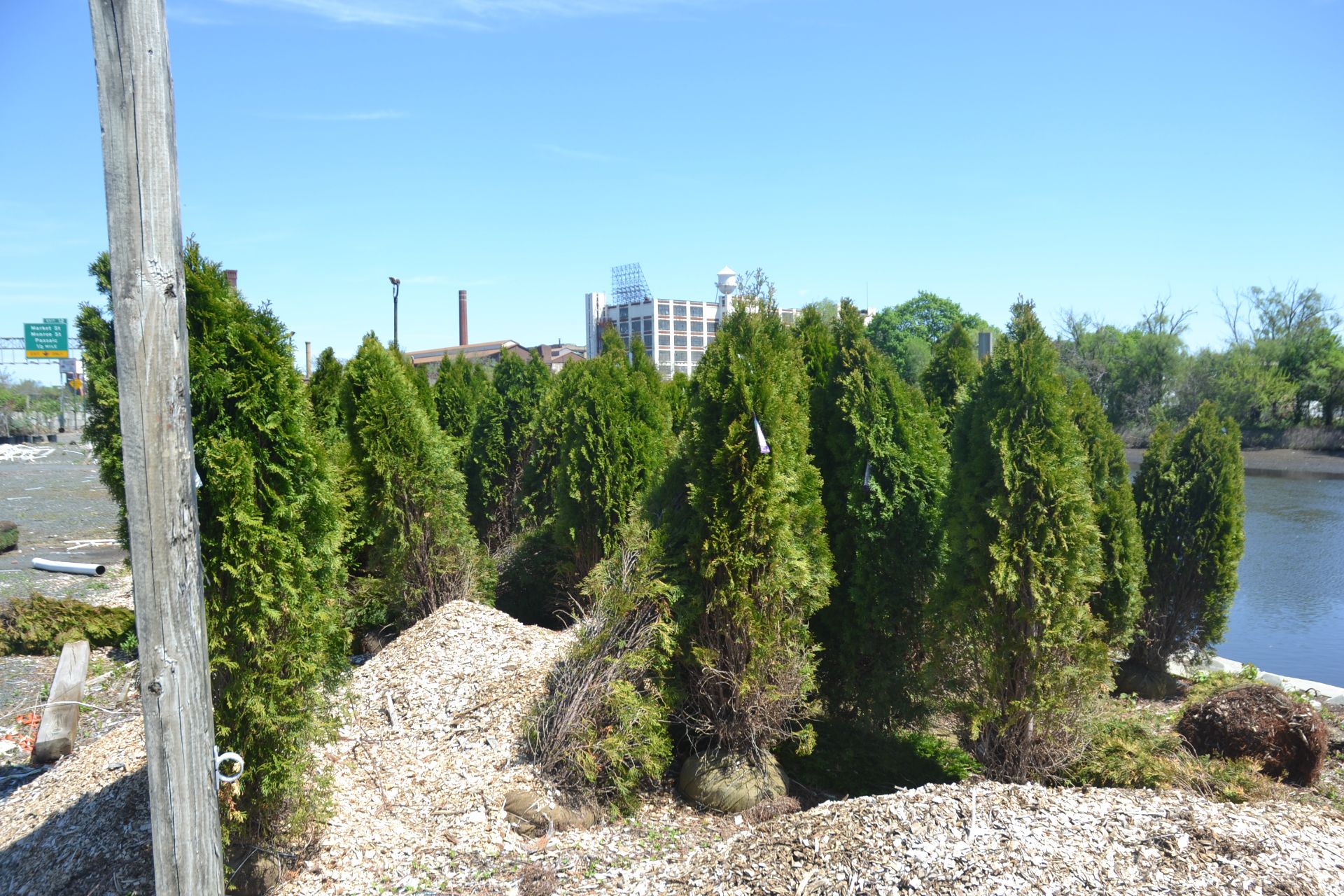 EMERALD GREEN ARBORVITAE, 5'-6'