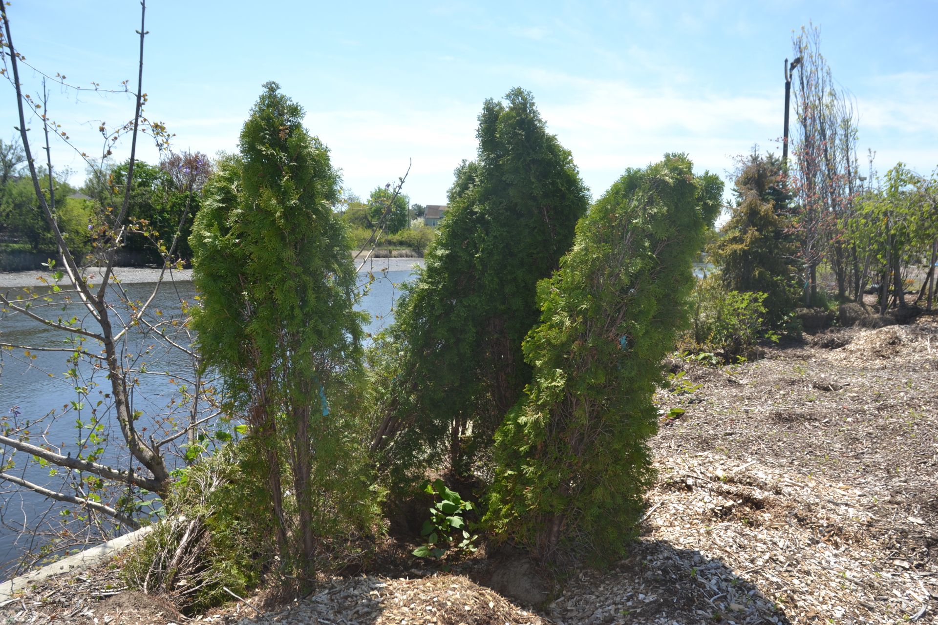 EMERALD GREEN ARBORVITAE 5'-6' - Image 2 of 2