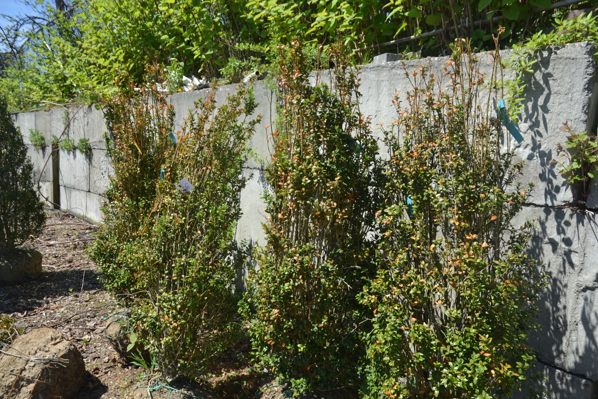 FASTIGIATA BOXWOODS 3'-4'