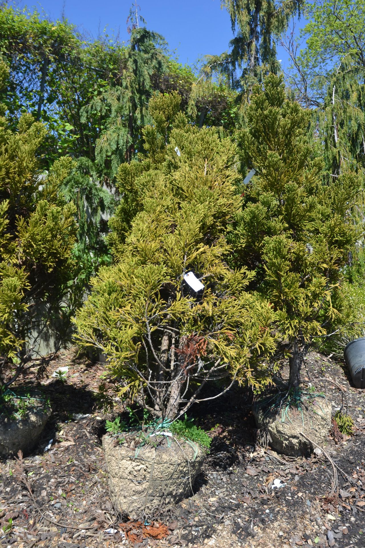 CRYPTOMERIA JAP. REINS DENSE JADES