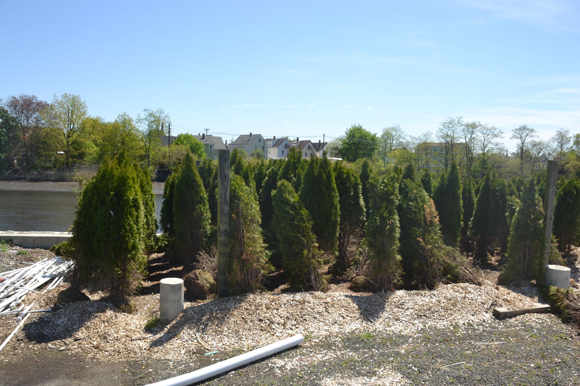 EMERALD GREEN ARBORVITAE, 5'-6' - Image 2 of 3