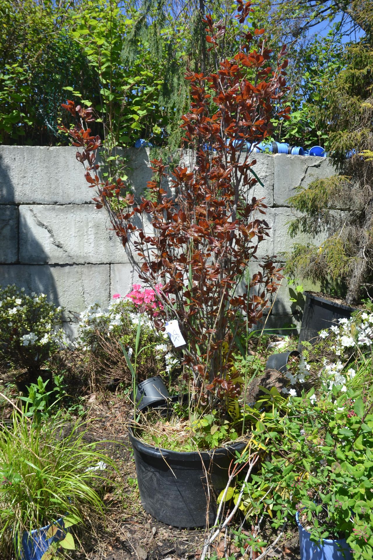 FAGUS SYVATICA DAWYCK PURPLE 6'